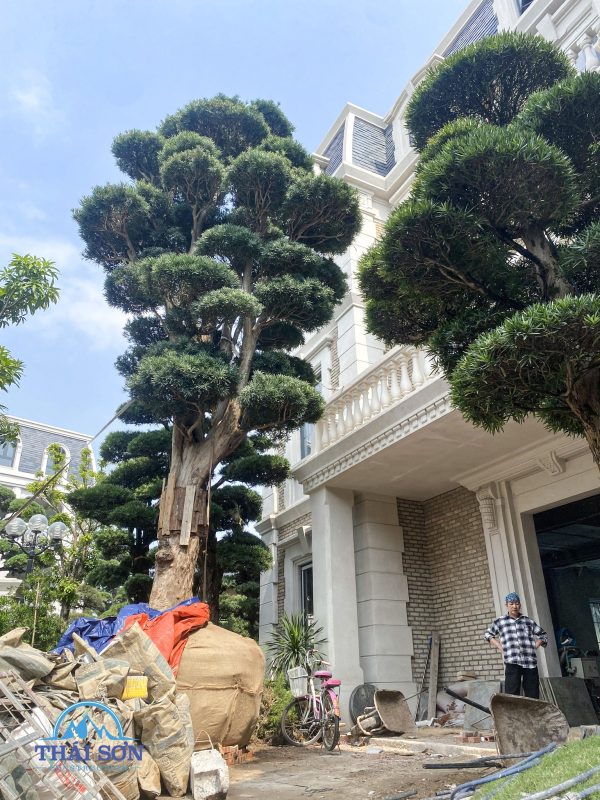 Thi Công Xây Dựng Trọn Gói THÁI SƠN®